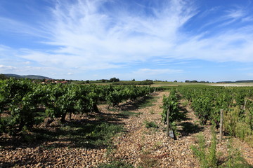 Fototapeta na wymiar uprawa winorośli