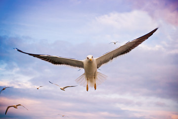 Fly
