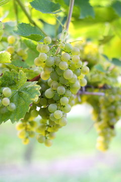 Weinzeit
