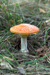 Amanita poisonous mushroom on the nature background.
