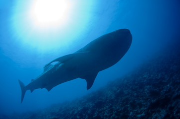 big whale shark