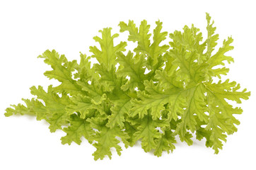 Green leaves of fragrant geranium, closeup