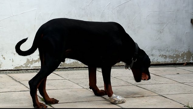 Dog with injured paw eating dinner of raw chicken