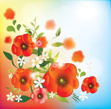 Floral background-Poppy flowers