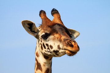 Portrait of African Masai giraffe