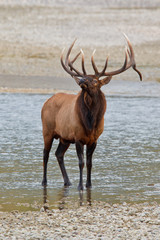 Bull elk, cervus canadensis