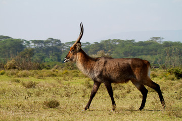 Walking African waterbuck