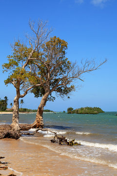 Mangrove trees on tropical beach