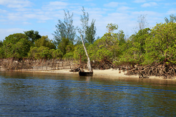 rowing boat and mangrove trees