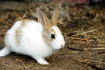Bunny Rabbit