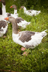 Obraz premium Domestic Ducks