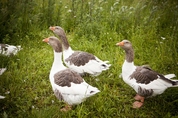 Domestic Ducks