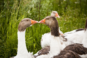 Domestic Ducks