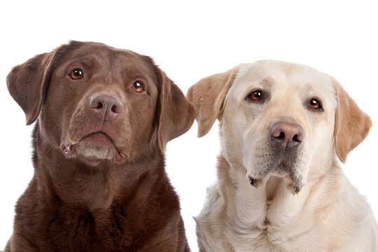 two Labrador Retriever dogs