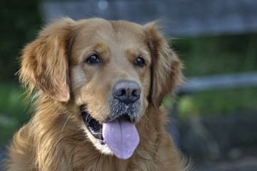 Fototapeta premium Golden Retriever face in park