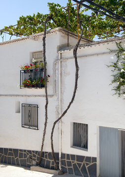Vine growing on a village house in Cadiar, Granada, Spain