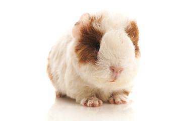 baby guinea pig