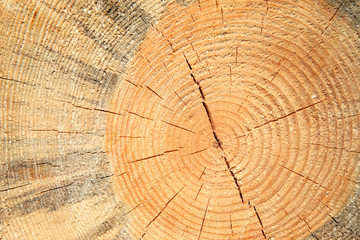 Wooden cut texture - close-up