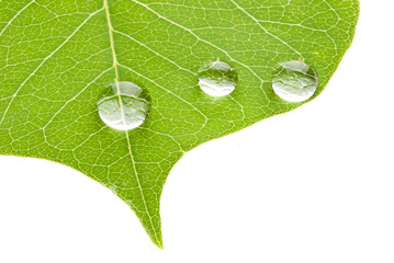Green leaf with transparent water drop