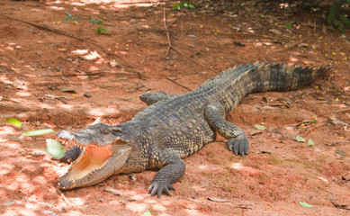 dangerous alligator with open mouth