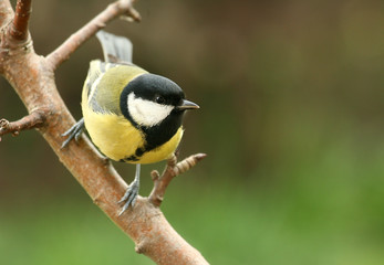 Sikora bogatka (Parus major) Great Tit