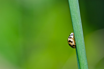 orange beetle in green nature or in the garden