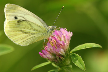 Bielinek bytomkowiec (Pieris napi) Green-veined White
