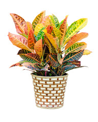 Croton house plant isolated on white background