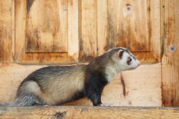 Domestic ferret