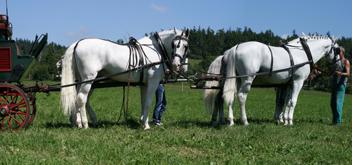 horses team