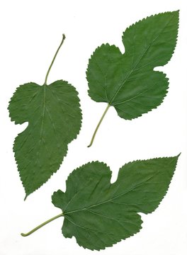 leaves of mulberry tree