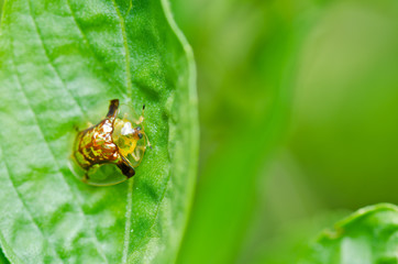Obraz na płótnie Canvas orange beetle in green nature or in the garden
