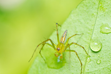 long legs spider in green nature