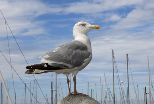 ostee nordsee meer strand hafen vogel m&ouml;we