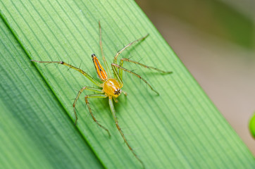long legs spider in green nature