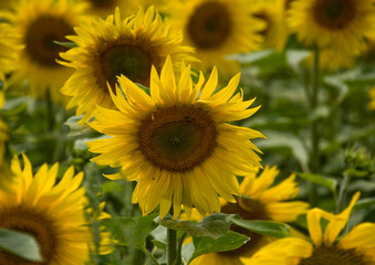 campo di girasoli