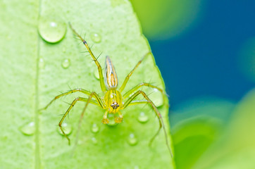 long legs spider in green nature