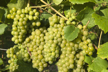 Wine grapes in harvest season