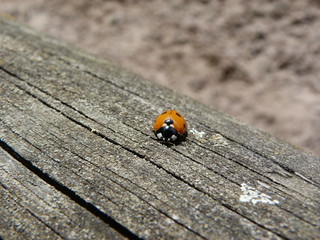 Coccinelle sur bois