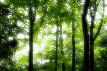 Fototapeta na wymiar 新緑の森