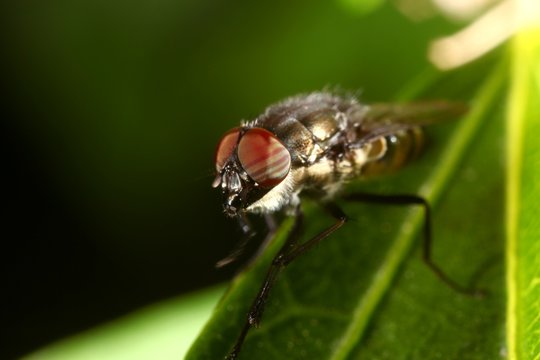 mouche en gros plan