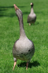 Gans-31864b1
