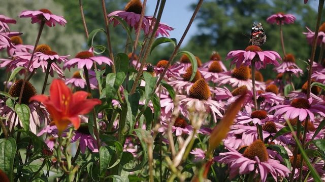 butterfly Red Admiral over the field of echinacea