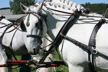 horses portrait
