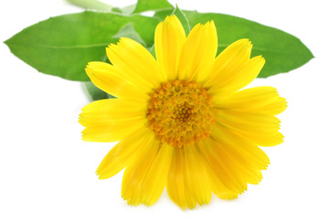 Yellow flower close-up