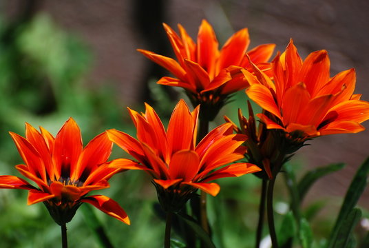 Fototapeta pomarańczowe kwiaty