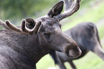 Closeup of moose head