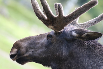 Closeup of male moose