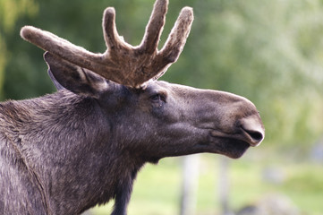 Closeup of male moose