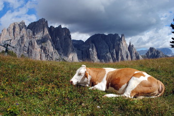 Fototapeta na wymiar brown cow rests in the grass with alps background